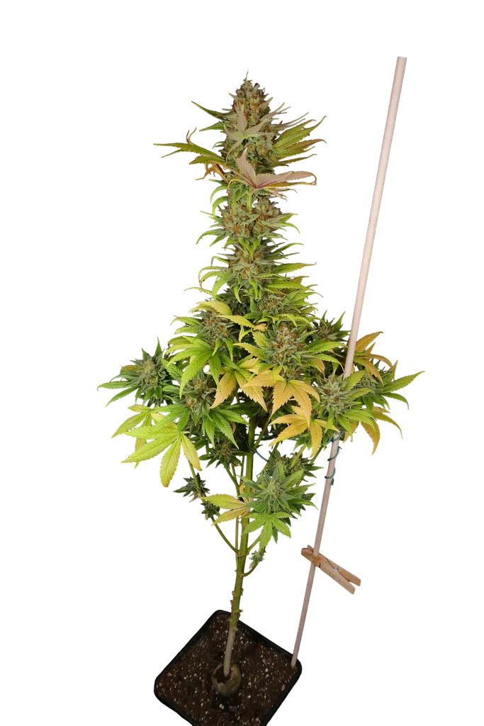 Black Widow | PHOTOREG | Mr. Nice Seedbank - Freigestellt 2026-10-09