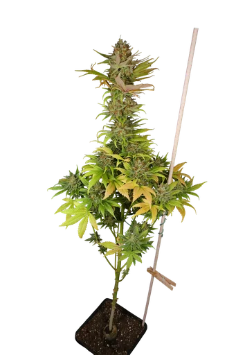 Black Widow | PHOTOREG | Mr. Nice Seedbank - Freigestellt 2026-10-09