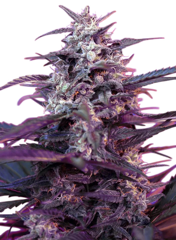 Bloody Skunk Auto | AUTOFEM | Sweet Seeds - Freigestellt 2026-10-09