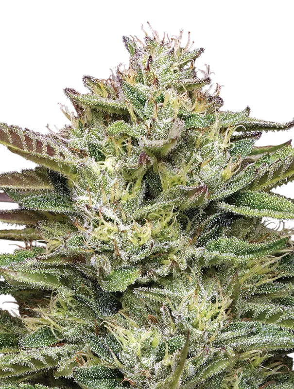 Blueberry Cupcake | PHOTOFEM | Humboldt Seed Co. - Freigestellt 2026-10-09