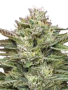 Blueberry Cupcake | PHOTOFEM | Humboldt Seed Co. - Freigestellt 2026-10-09