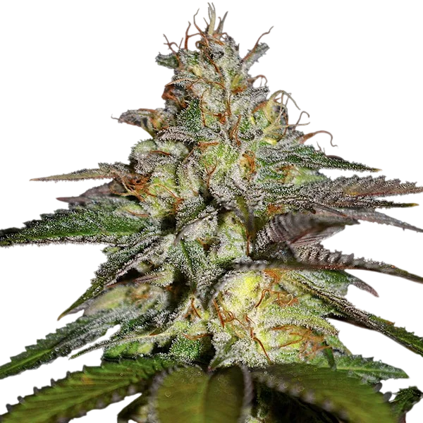 Blueberry Gum | PHOTOFEM | G13 Labs - Freigestellt 2026-10-09