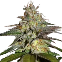 Blueberry Gum | PHOTOFEM | G13 Labs - Freigestellt 2026-10-09