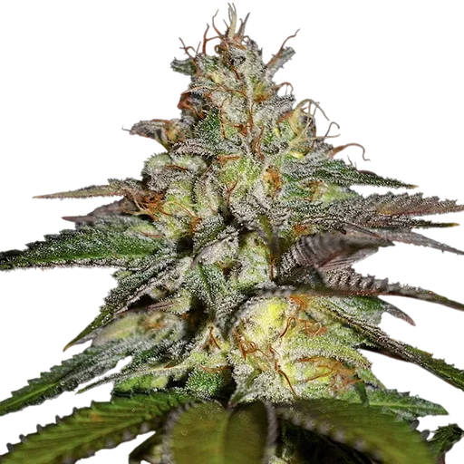 Blueberry Gum | PHOTOFEM | G13 Labs - Freigestellt 2026-10-09