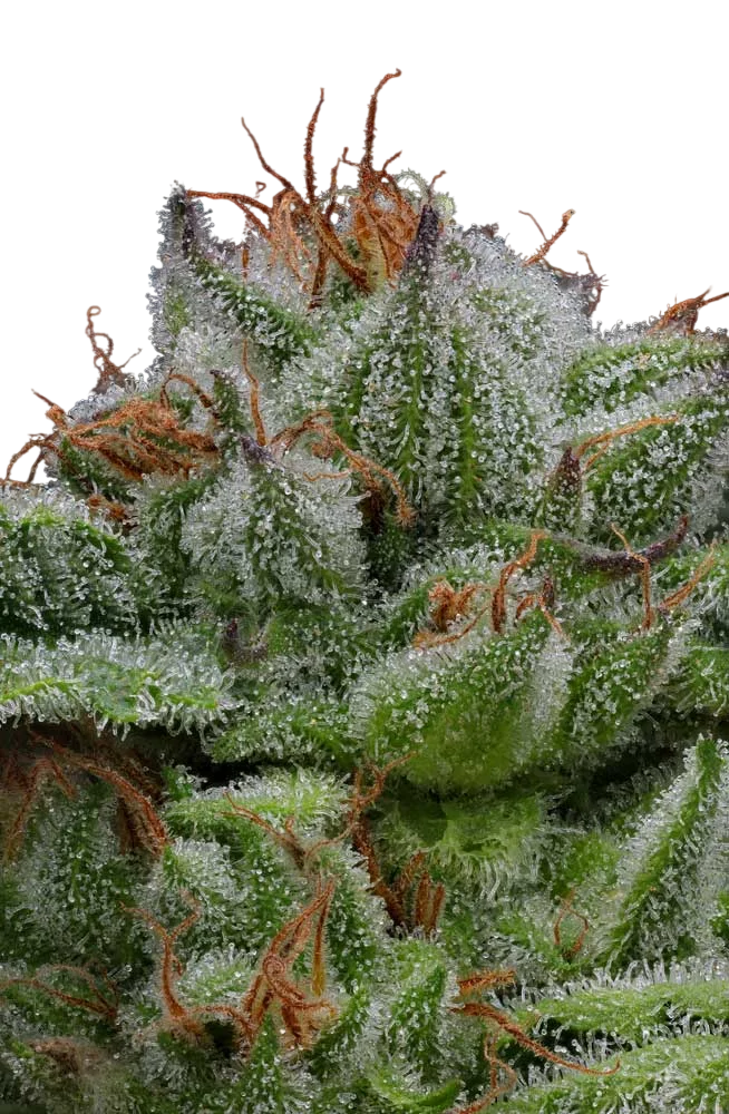 Blueberry Muffin | PHOTOFEM | Humboldt Seed Co. - Freigestellt 2026-10-09