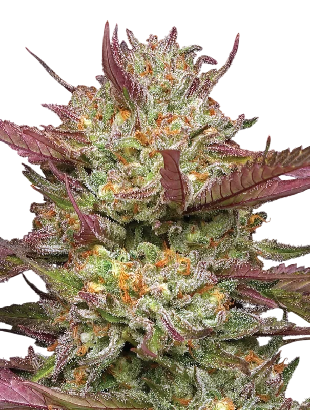 Blueberry Pancakes | PHOTOFEM | Humboldt Seed Co. - Freigestellt 2026-10-09