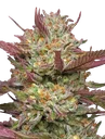 Blueberry Pancakes | PHOTOFEM | Humboldt Seed Co. - Freigestellt 2026-10-09