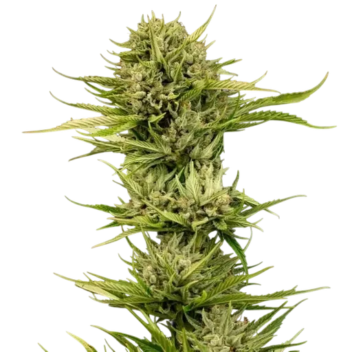 Blueberry Pie F1 Fast | PHOTOFEM | Seedsman - Freigestellt 2026-10-09