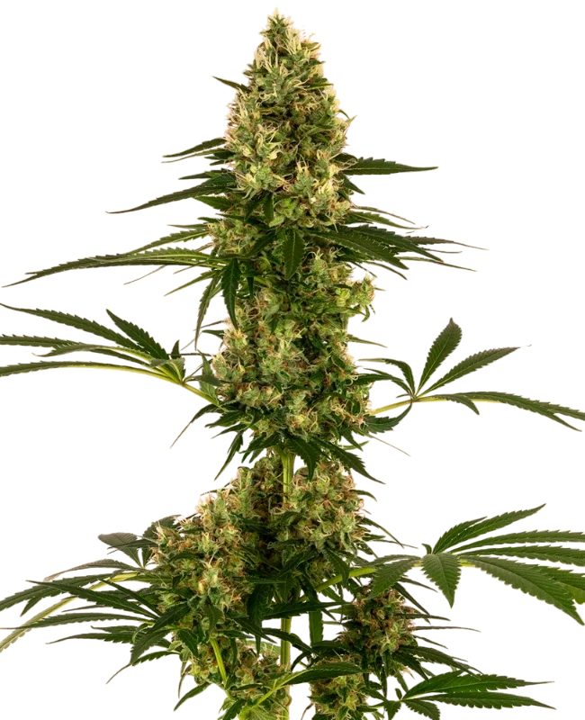 Blue Bullet Auto | AUTOFEM | Sensi Seeds - Freigestellt 2026-10-09