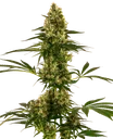 Blue Bullet Auto | AUTOFEM | Sensi Seeds - Freigestellt 2026-10-09
