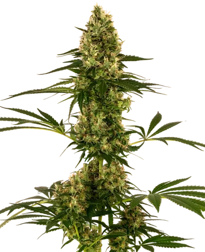 Blue Bullet Auto | AUTOFEM | Sensi Seeds - Freigestellt 2026-10-09