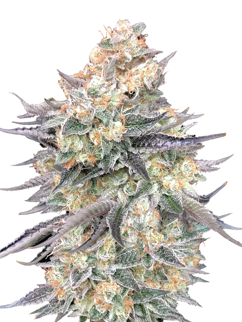 Blue Dream | PHOTOFEM | 00 Seeds - Freigestellt 2026-10-09