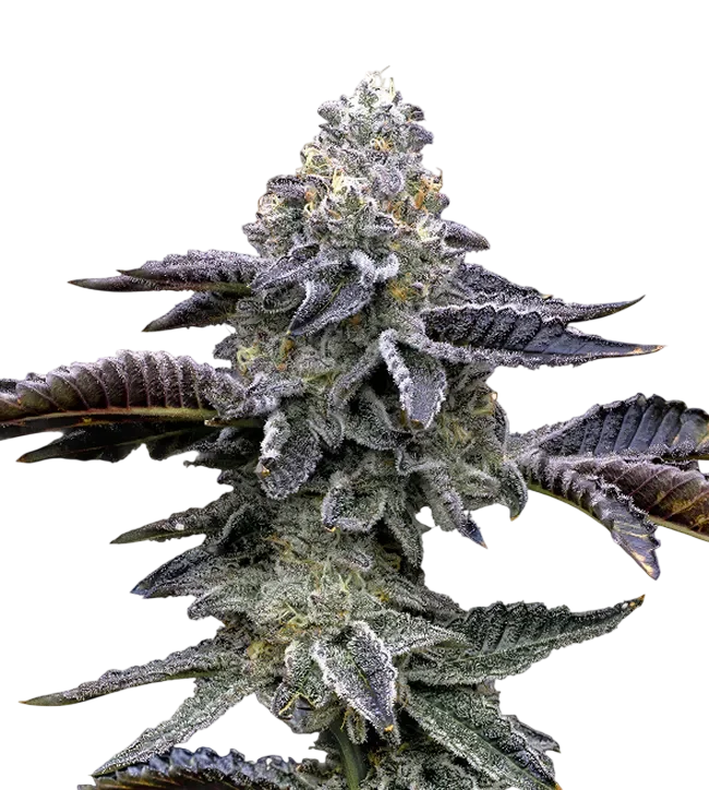 Blue Dream | PHOTOFEM | Barneys Farm - Freigestellt 2026-10-09