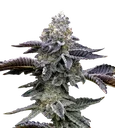 Blue Dream | PHOTOFEM | Barneys Farm - Freigestellt 2026-10-09