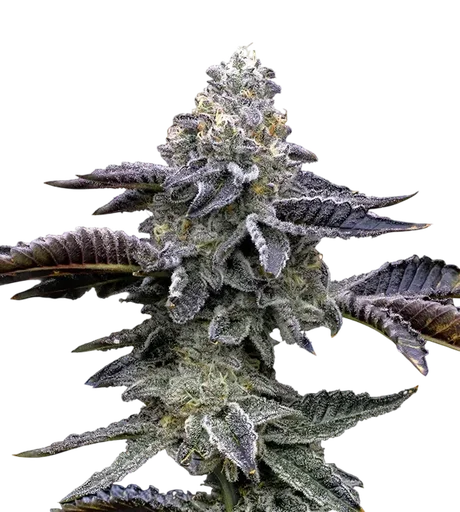 Blue Dream | PHOTOFEM | Barneys Farm - Freigestellt 2026-10-09