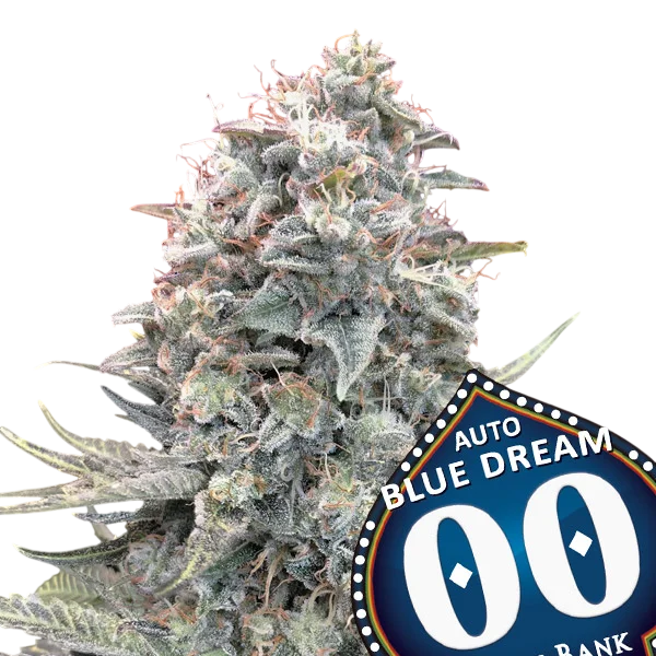 Blue Dream Auto | AUTOFEM | 00 Seeds - Freigestellt 2026-10-09