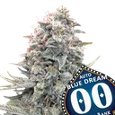 Blue Dream Auto | AUTOFEM | 00 Seeds - Freigestellt 2026-10-09