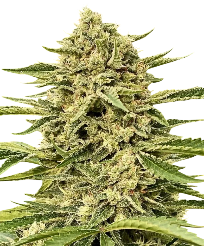 Blue Dream Auto | AUTOFEM | Atlas Seed - Freigestellt 2026-10-09