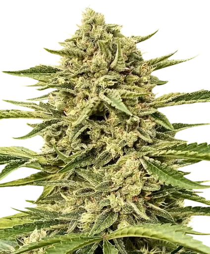 Blue Dream Auto | AUTOFEM | Atlas Seed - Freigestellt 2026-10-09