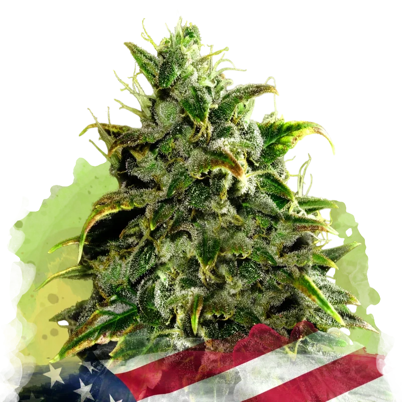Blue Dream Auto | AUTOFEM | Nirvana Seeds - Freigestellt 2026-10-09