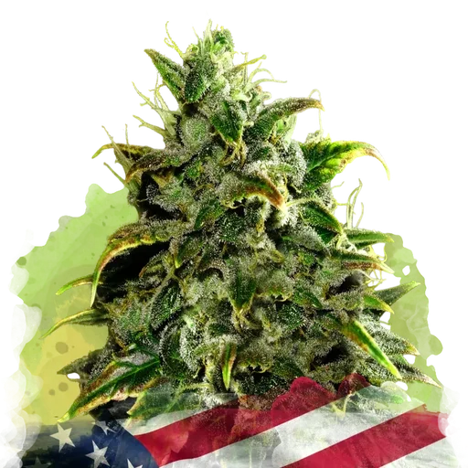Blue Dream Auto | AUTOFEM | Nirvana Seeds - Freigestellt 2026-10-09