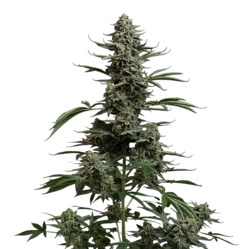 Blue Dream Auto | AUTOFEM | Seedsman - Freigestellt 2026-10-09