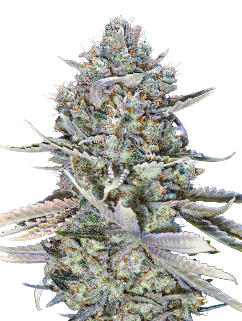 Blue Dream FAST | PHOTOFEM | 00 Seeds - Freigestellt 2026-10-09