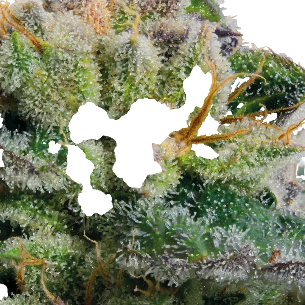 Blue Kush Berry | PHOTOFEM | Paradise Seeds - Freigestellt 2026-10-09