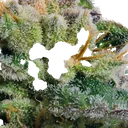 Blue Kush Berry | PHOTOFEM | Paradise Seeds - Freigestellt 2026-10-09