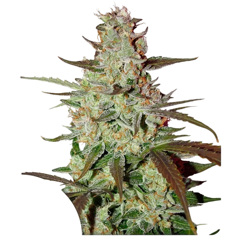 Blue Mazar Auto | AUTOFEM | Dutch Passion - Freigestellt 2026-10-09
