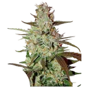Blue Mazar Auto | AUTOFEM | Dutch Passion - Freigestellt 2026-10-09