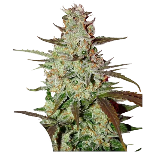 Blue Mazar Auto | AUTOFEM | Dutch Passion - Freigestellt 2026-10-09