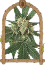 Blue Monkey | PHOTOFEM | Exotic Seed - Freigestellt 2026-10-09