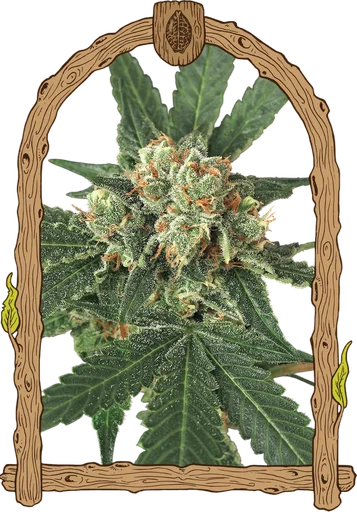 Blue Monkey | PHOTOFEM | Exotic Seed - Freigestellt 2026-10-09