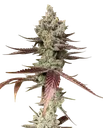 Bluenana | PHOTOFEM | In House Genetics - Freigestellt 2026-10-09
