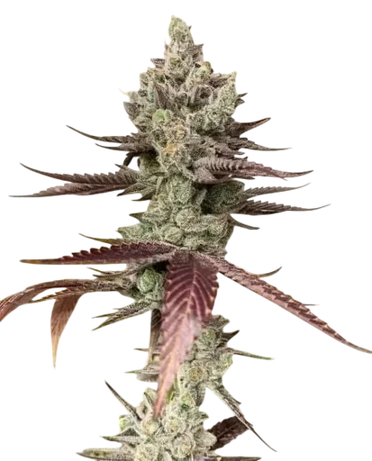 Bluenana | PHOTOFEM | In House Genetics - Freigestellt 2026-10-09