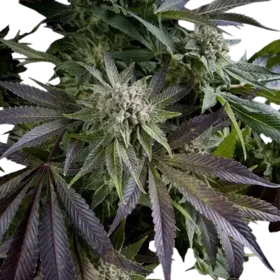 Blue Pyramid | PHOTOFEM | Pyramid Seeds - Freigestellt 2026-10-09