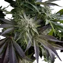 Blue Pyramid | PHOTOFEM | Pyramid Seeds - Freigestellt 2026-10-09