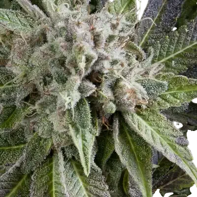 Blue Pyramid Auto | AUTOFEM | Pyramid Seeds - Freigestellt 2026-10-09