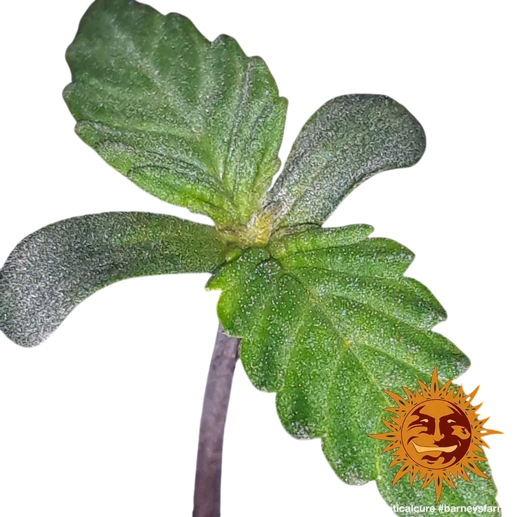 Blue Shark CBD | PHOTOFEM | Barneys Farm - Freigestellt 2026-10-09