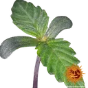 Blue Shark CBD | PHOTOFEM | Barneys Farm - Freigestellt 2026-10-09