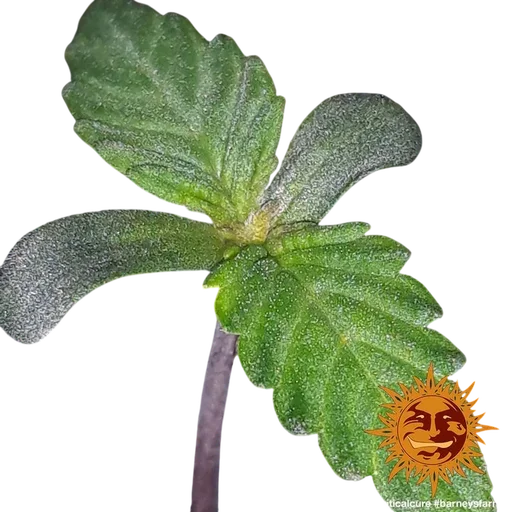 Blue Shark CBD | PHOTOFEM | Barneys Farm - Freigestellt 2026-10-09