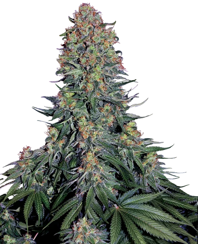 Blue Skunk | PHOTOFEM | Sensi Seeds - Freigestellt 2026-10-09
