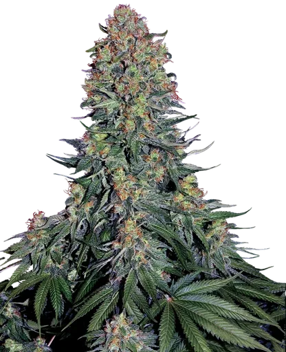 Blue Skunk | PHOTOFEM | Sensi Seeds - Freigestellt 2026-10-09