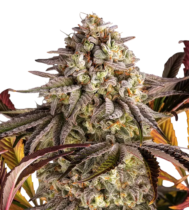 Blue Sunset Sherbert | PHOTOFEM | Barneys Farm - Freigestellt 2026-10-09