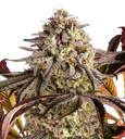 Blue Sunset Sherbert | PHOTOFEM | Barneys Farm - Freigestellt 2026-10-09