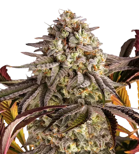 Blue Sunset Sherbert | PHOTOFEM | Barneys Farm - Freigestellt 2026-10-09