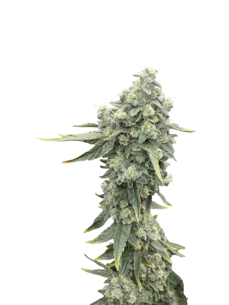 Boof Boss | PHOTOFEM | Elev8 Seeds - Freigestellt 2026-10-09