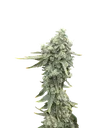 Boof Boss | PHOTOFEM | Elev8 Seeds - Freigestellt 2026-10-09