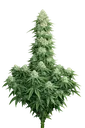 Boss Hogg Auto | AUTOFEM | Cali Connection - Freigestellt 2026-10-09